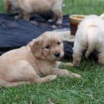 puppies eating outside
