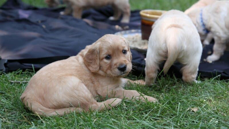 puppies eating outside