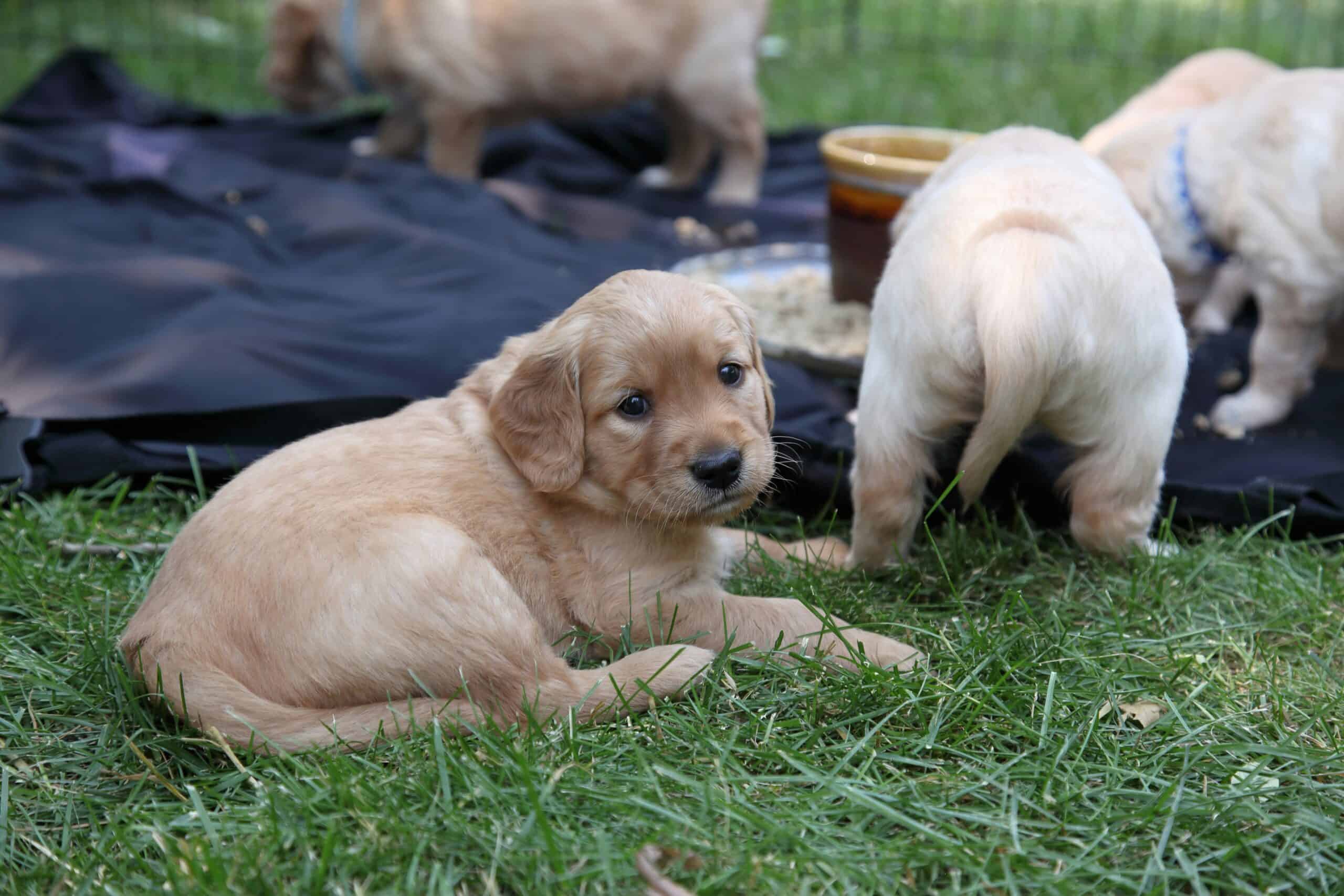 How Often Should You Feed a Puppy: The Schedule Changes Three Times