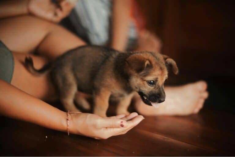 a puppy arriving in home