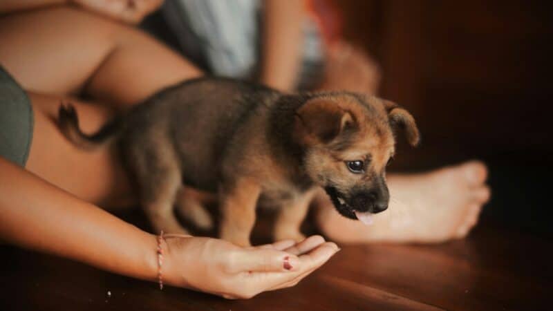 a puppy arriving in home