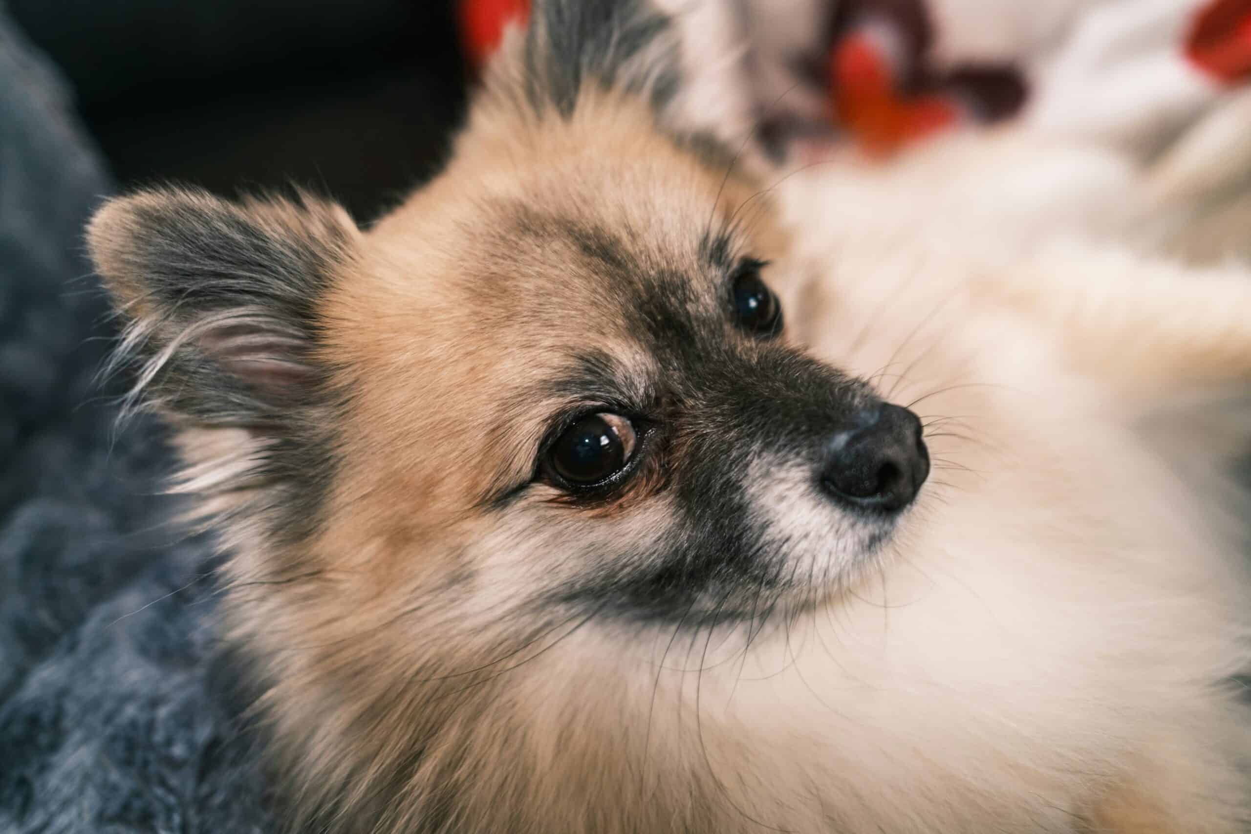What to Know Before Getting a Puppy: The First Year Is the Expensive Part