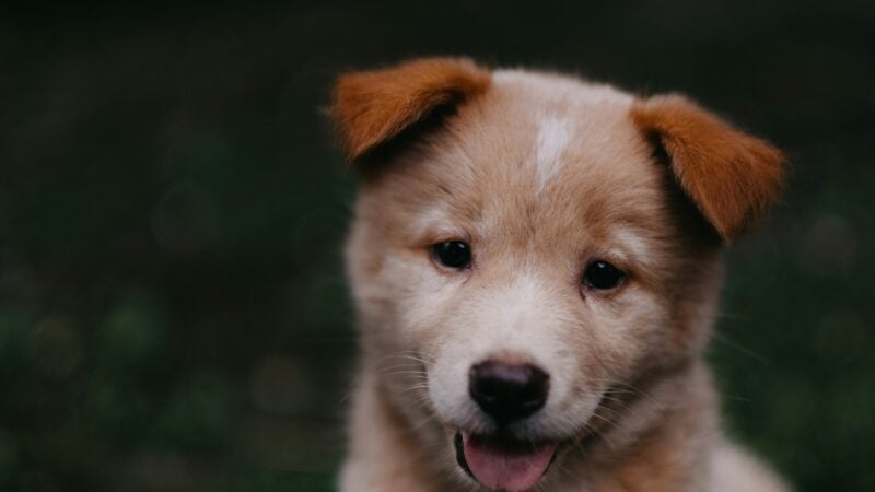 a puppy outdoors smiling