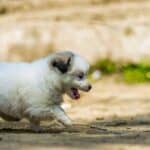 a puppy running outdoors