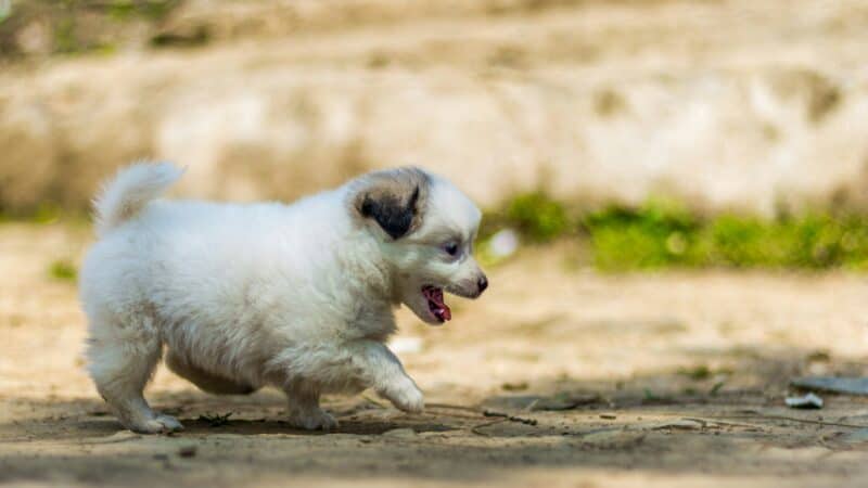 a puppy running outdoors