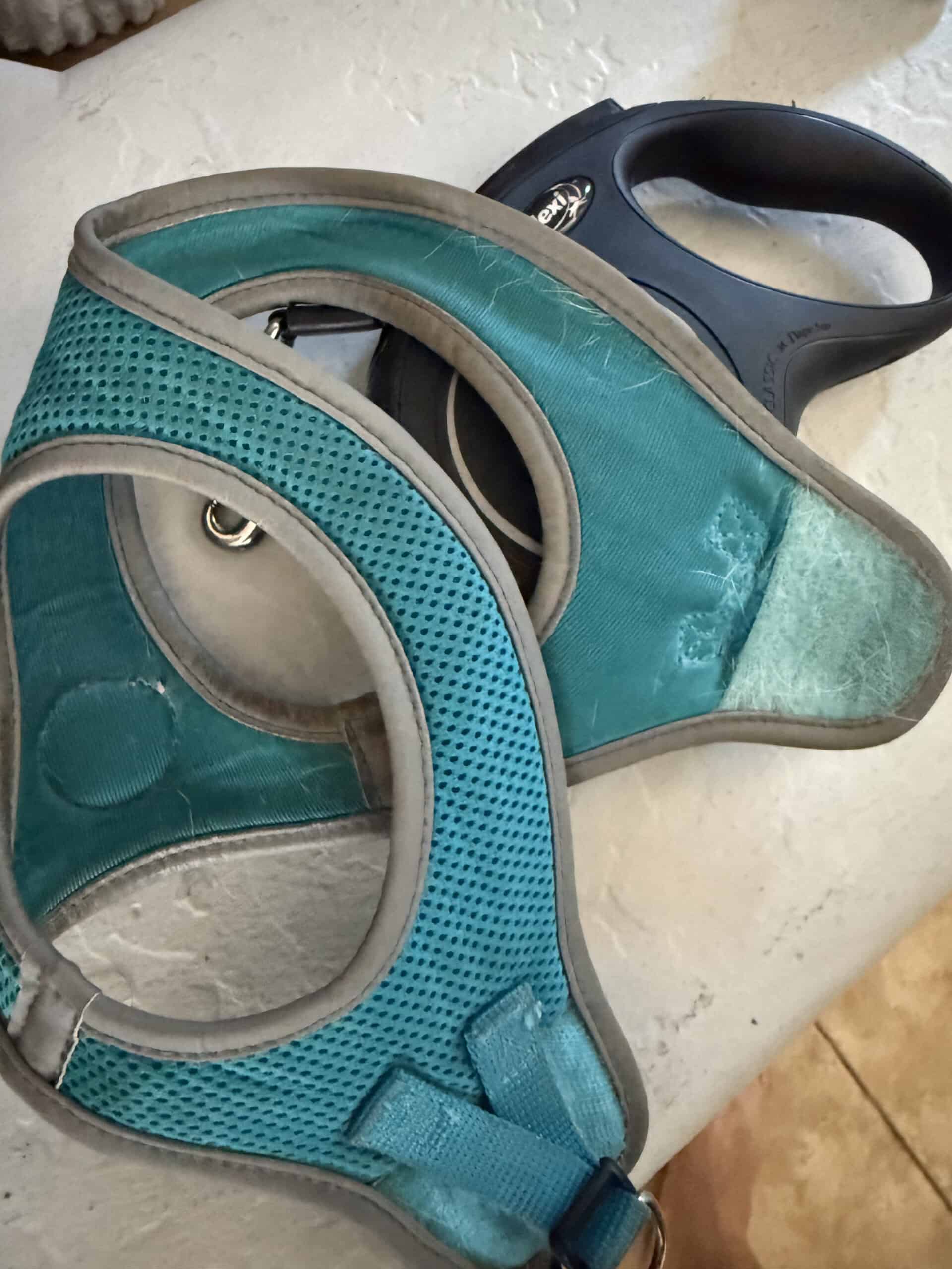 Best Dog Gear for Short Frequent Walks in 2026: Four Trips a Day Changes What You Need