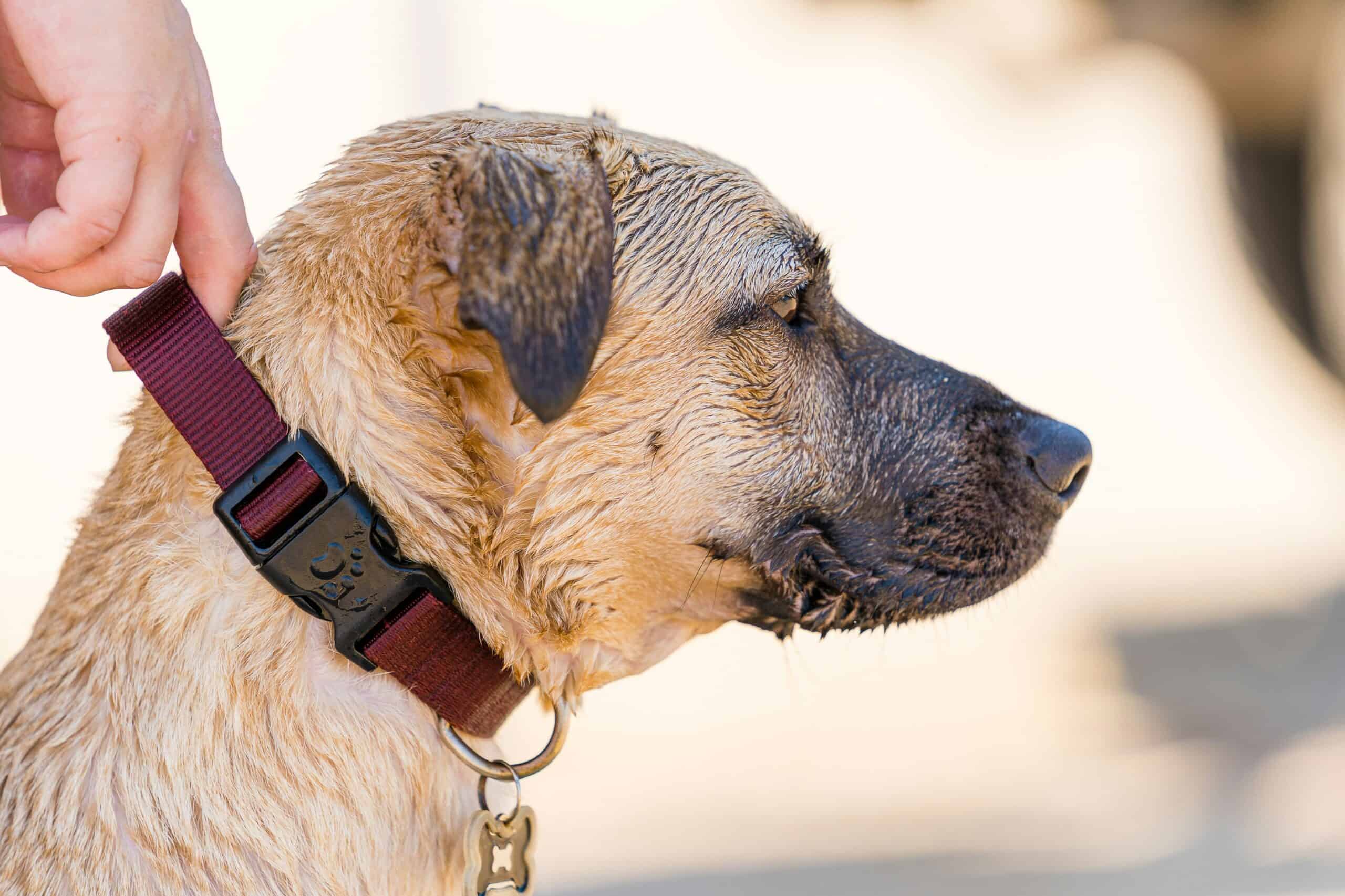 Why Does My Dog Hate Having Their Collar Touched: Handling, History, and Collar Grab Sensitivity