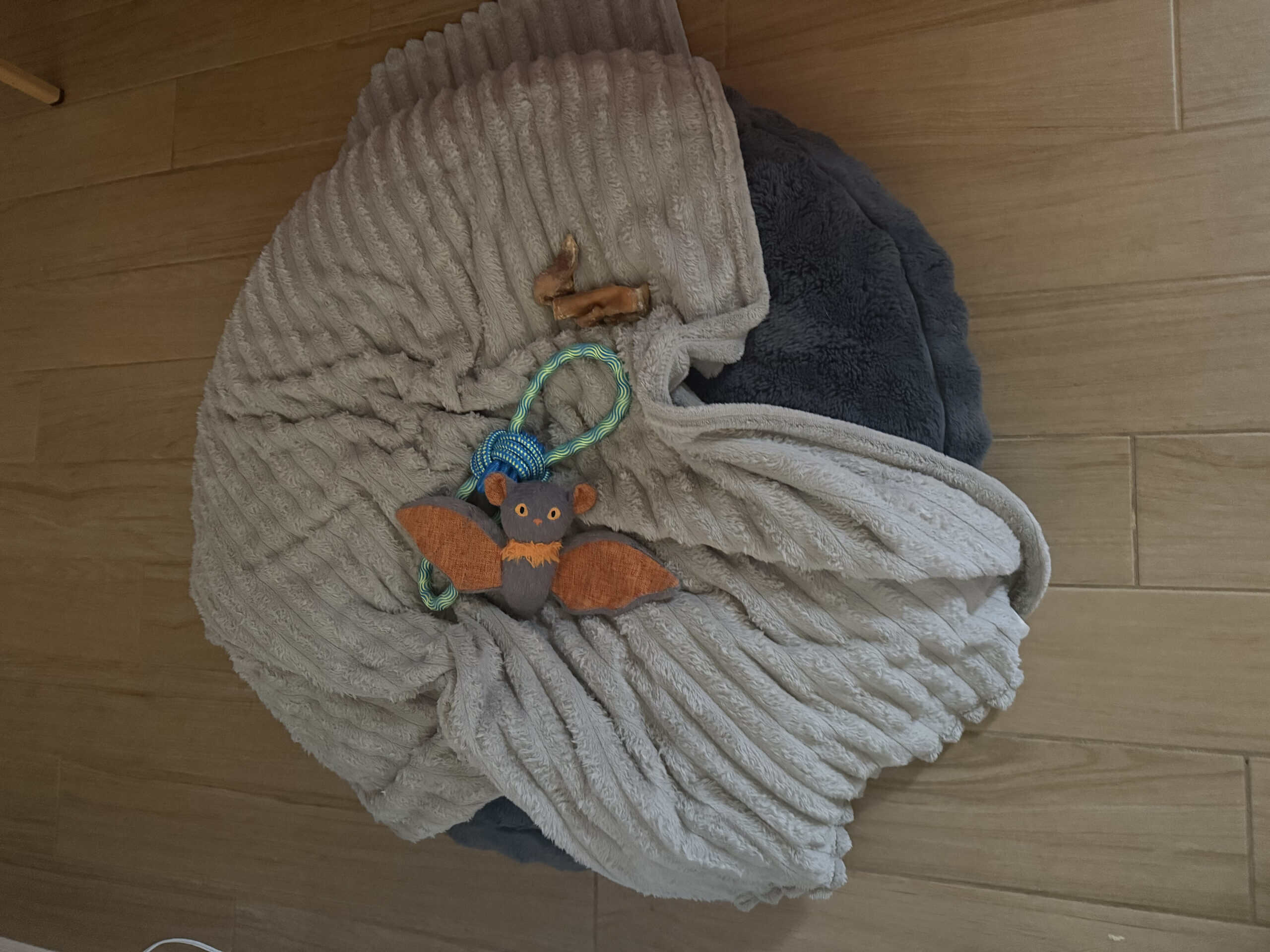 Best Setup for a Dog That Follows You Room to Room in 2026: Stop Carrying Everything