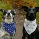 two dogs in bandanas