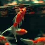 fish grouping in water in tank