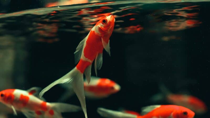 fish grouping in water in tank