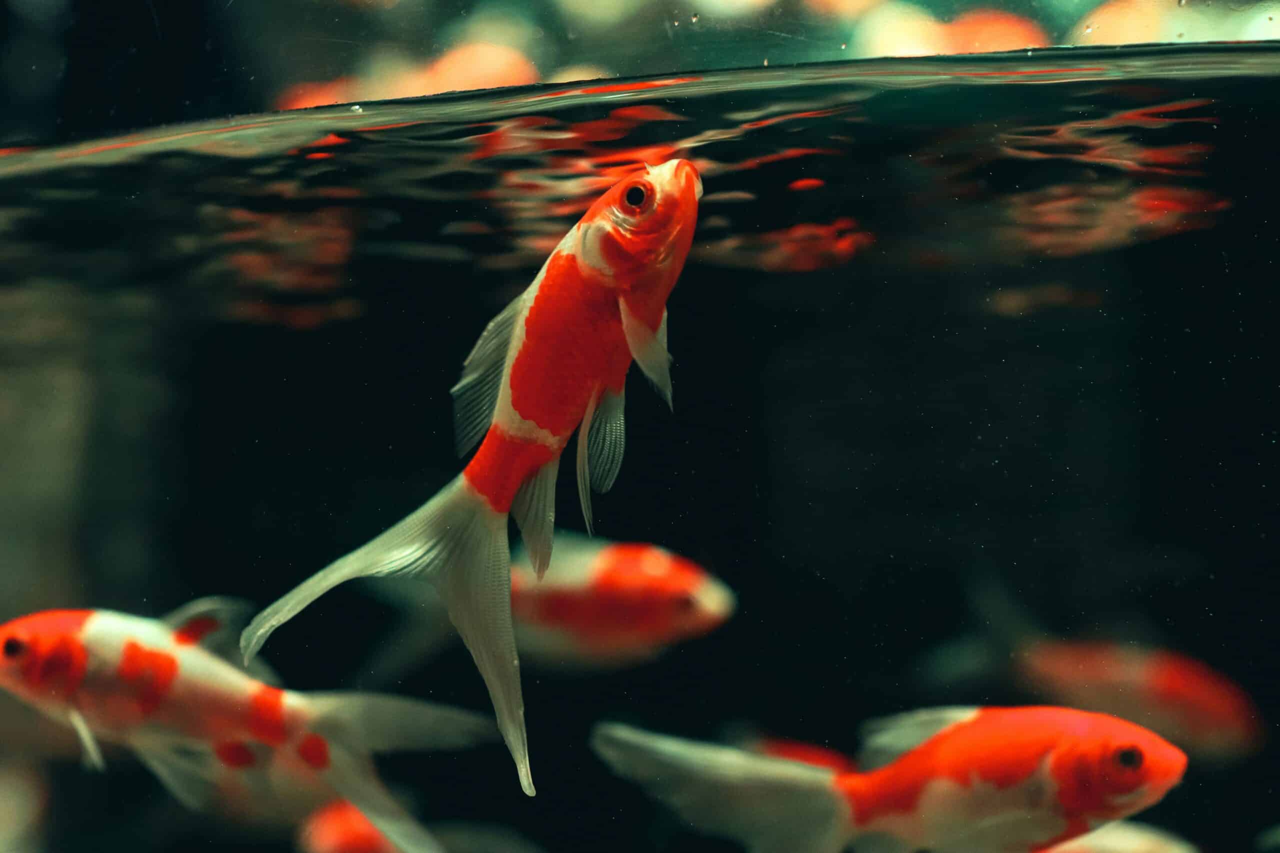 How Do You Acclimate New Fish: Temperature, Chemistry, and the Bag Water Question