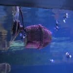 an aquarium in home blue water clean