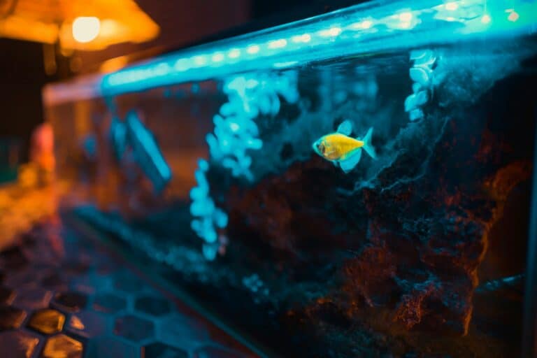aquarium lights in home tank