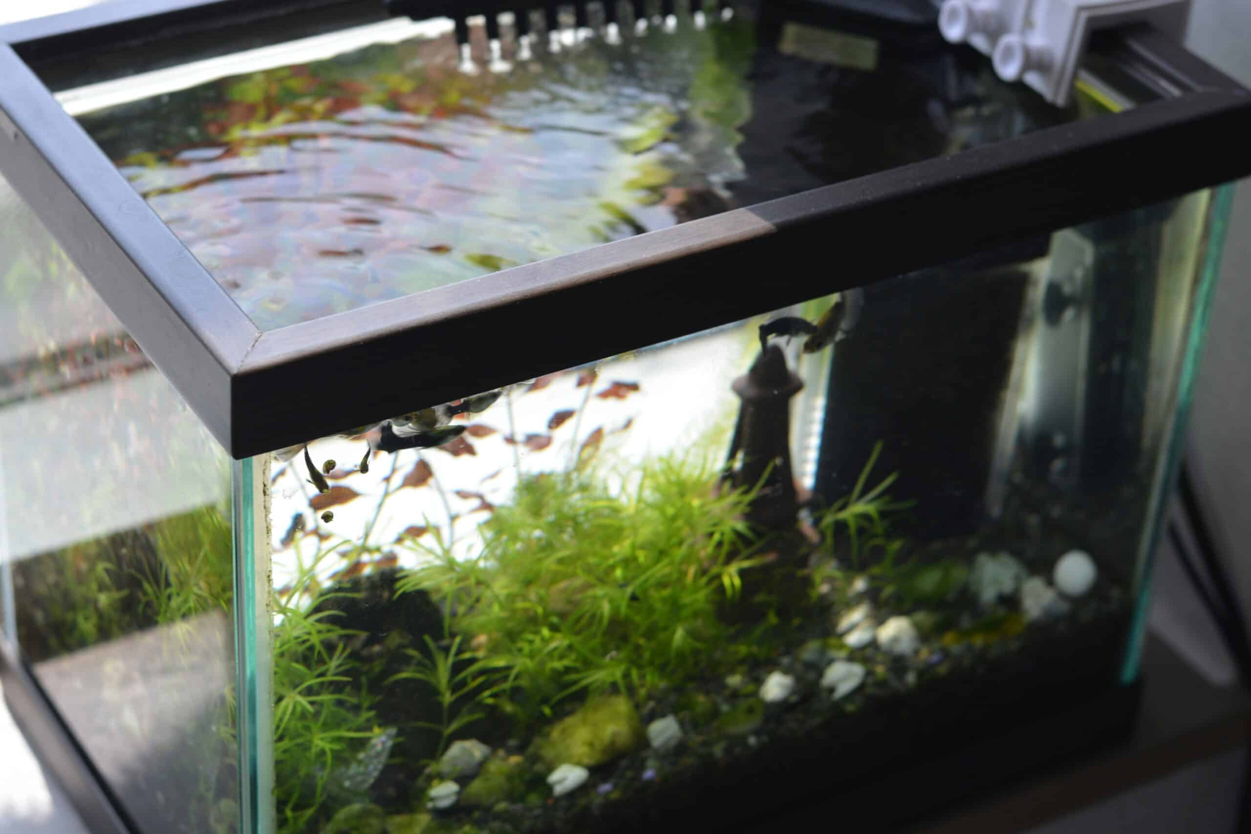 Best Aquarium Heaters and Thermostats in 2026: Stable Temperature, Accurate Control, and a Real Failure Plan