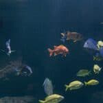 aquarium water with fishes in it