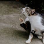 a cat itching outdoors