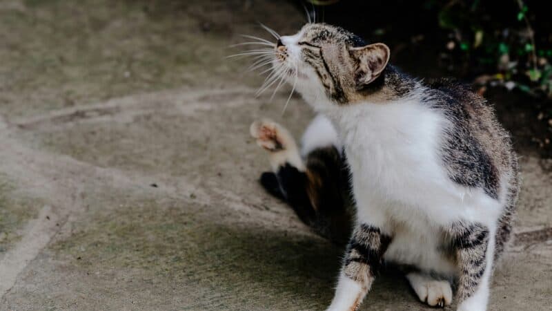 a cat itching outdoors
