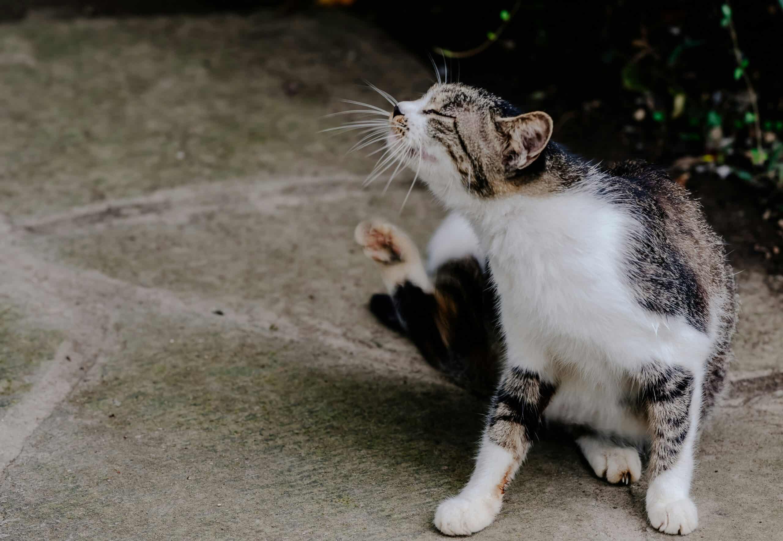 Do Indoor Cats Need Flea Treatment: How Fleas Get In Anyway