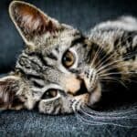 a cat laying down in home