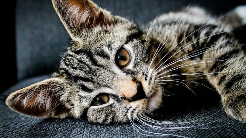 a cat laying down in home