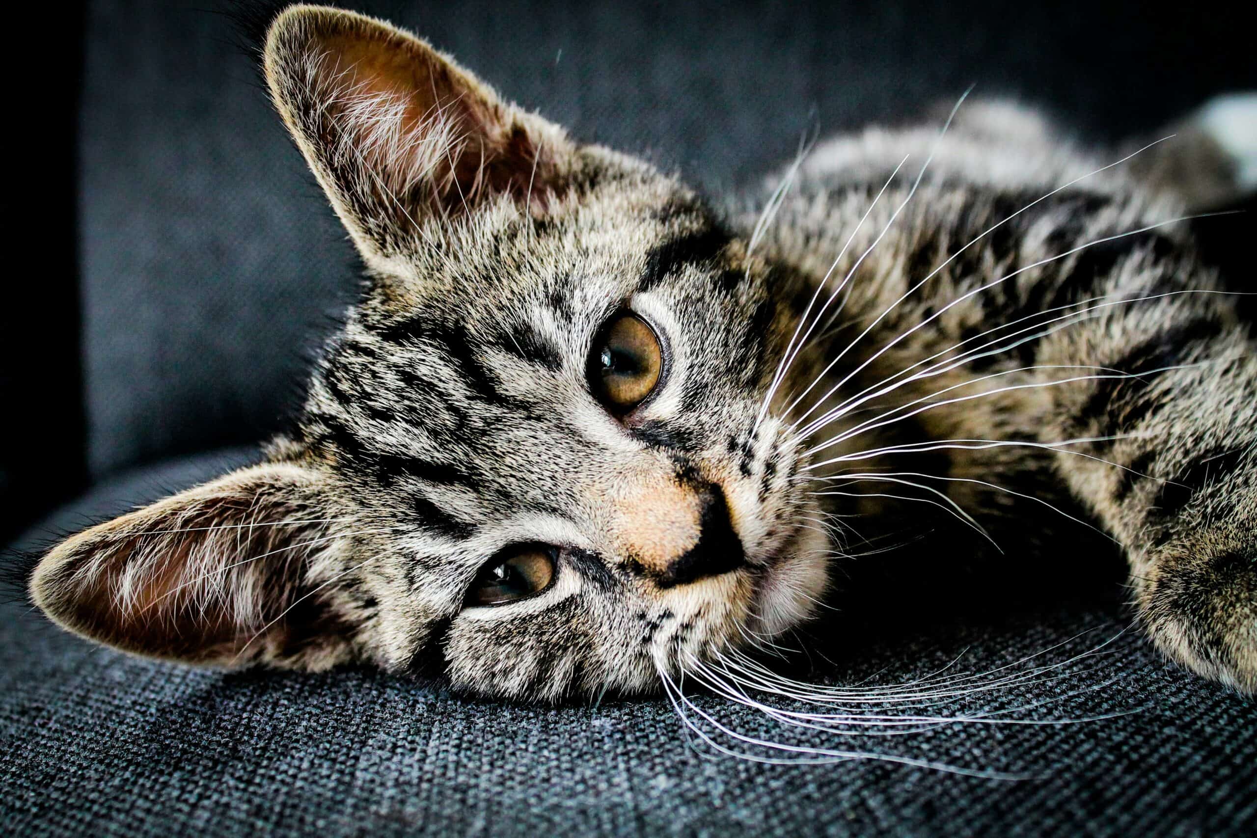 How Do You Know If Your Cat Has Worms: Signs, and Why Testing Is the Answer