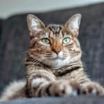 a cat laying on a couch in home