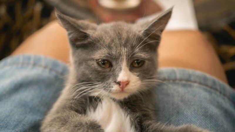 a cat laying on owner