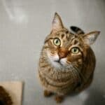 a cat looking at owner