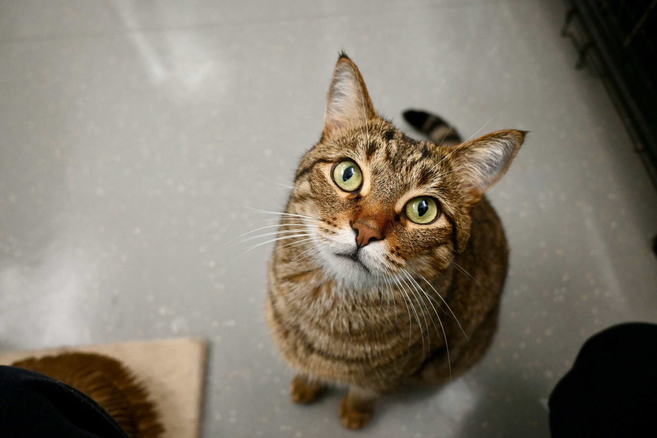 Do Cats Recognize Their Names: Yes, and Why They Ignore You Anyway