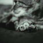 a cat's nails upclose