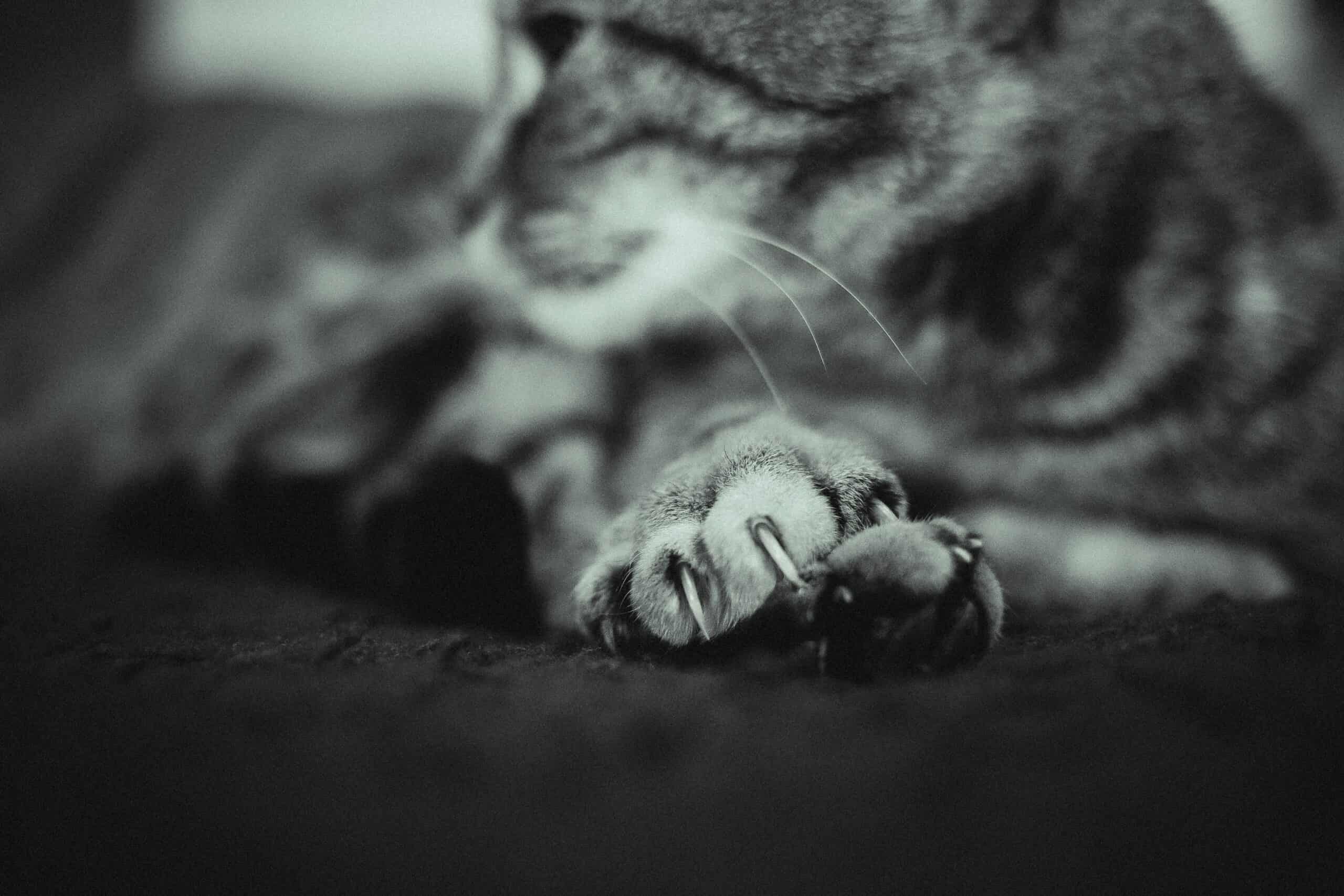 Do Cats Need Their Nails Trimmed: Indoor Cats, Scratching Posts, and Overgrowth