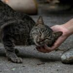 a cat playing with their owner