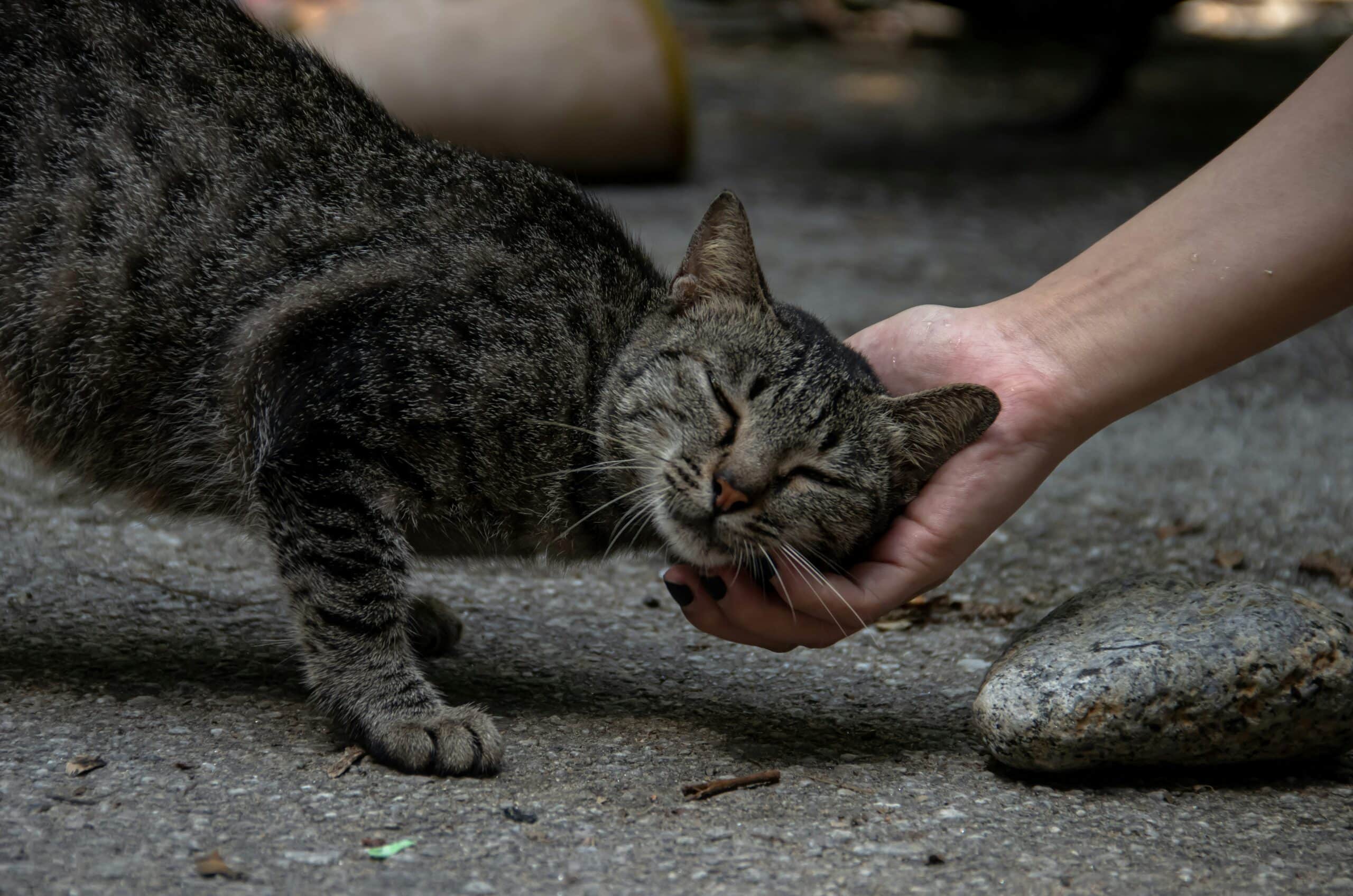 Why Does My Cat Bite Me Gently: Love Bites and Where the Line Is