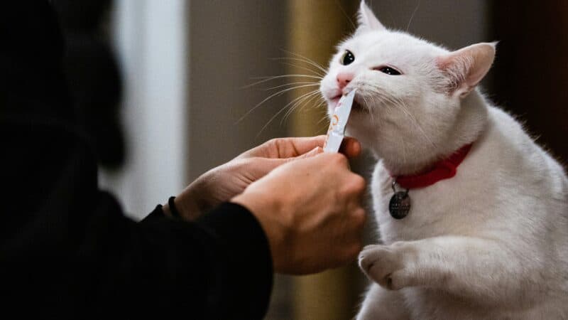 a cat teeth care