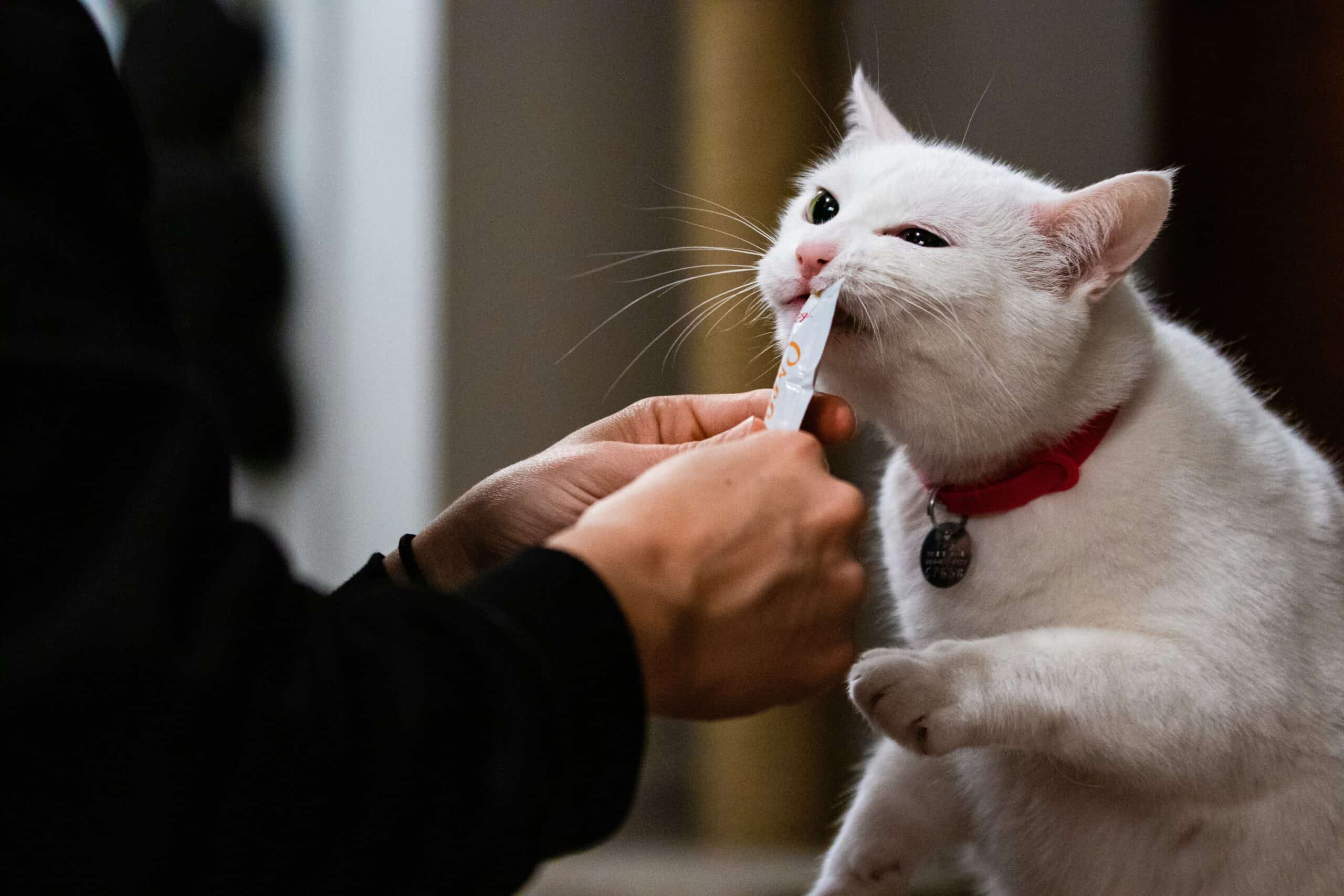 Do Cats Need Their Teeth Brushed: What Dental Care Actually Requires