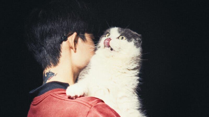 a cat with their tongue out being held