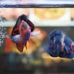 filtered fish tank clear