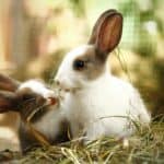 a couple of rabbits together