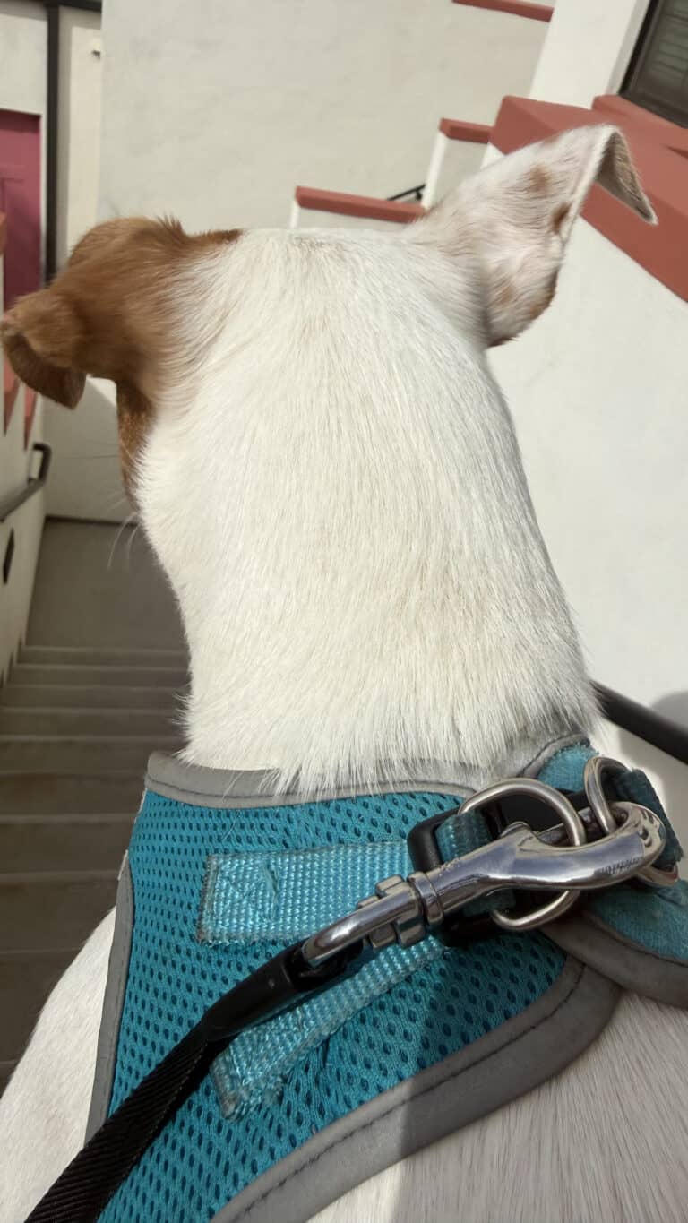 a dog being carried over pavement