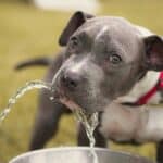 dog drinking from a water fountain