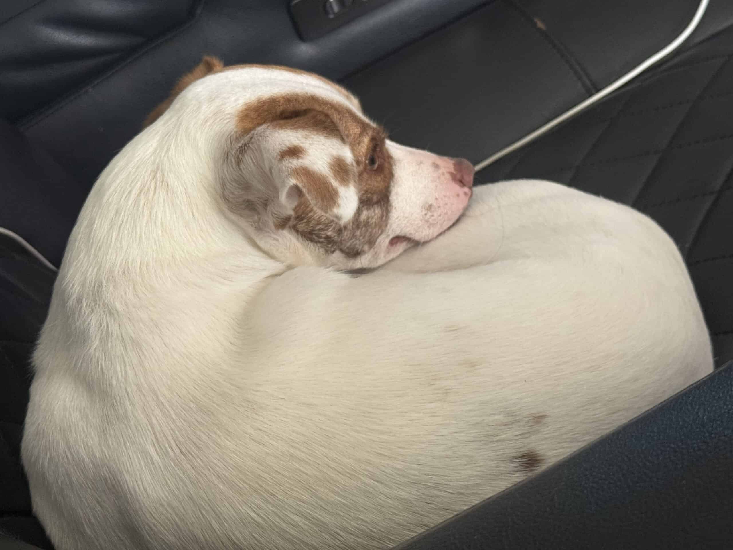 What Changes When a Dog Comes Home From Boarding: What’s Normal and What Isn’t