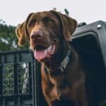 a dog kennel for outdoor use