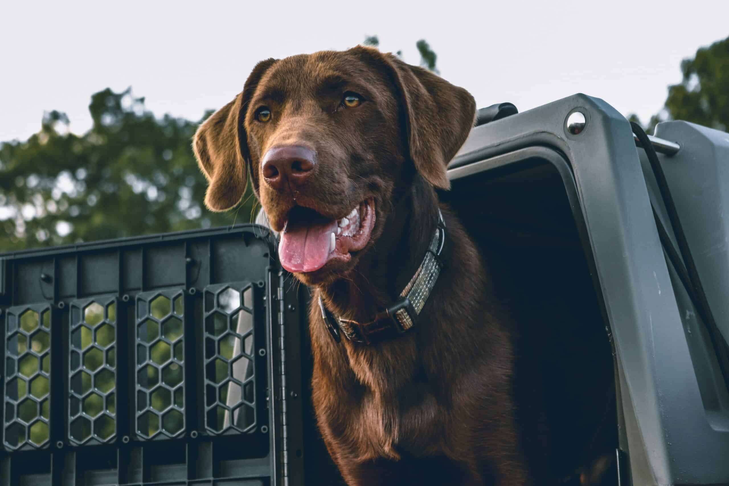 Best Outdoor Dog Kennels and Runs in 2026: Secure Yard Containment Without a Full Fence