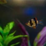 a fish in fish tank