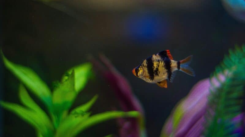 a fish in fish tank