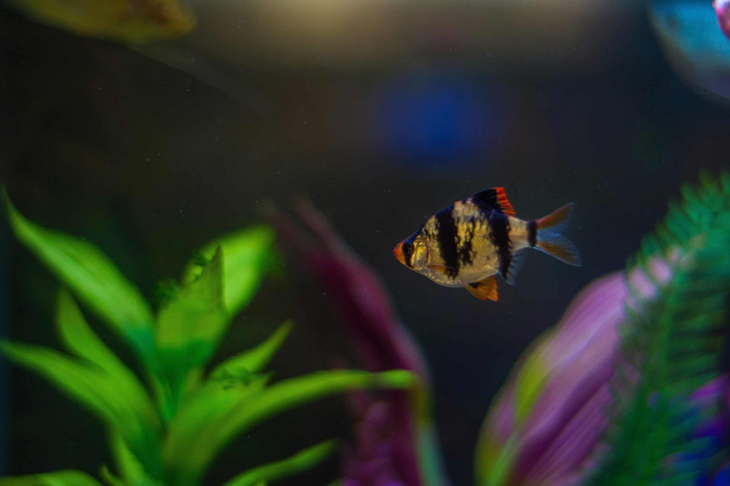 Why Is My Fish Tank Filter So Loud: The Six Causes, in Order