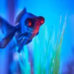 a fish tank with ambient light