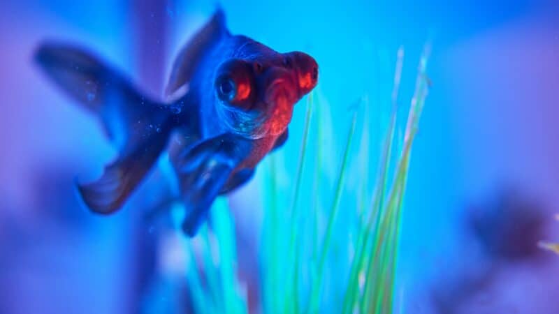 a fish tank with ambient light