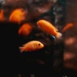 a group of fishes in a tank home